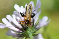 Oedemera podagrariae