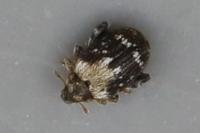 Orchestes hortorum