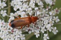 Rhagonycha fulva