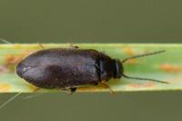 Scraptia dubia