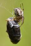 Amphimallon atrum