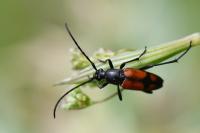 Stenurella bifasciata