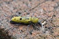 Chlorophorus glabromaculatus