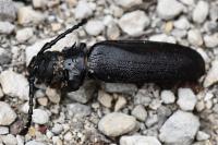 Prionus coriarius