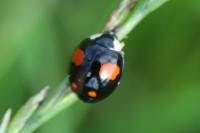 Harmonia axyridis