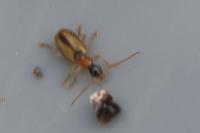 Demetrias atricapillus