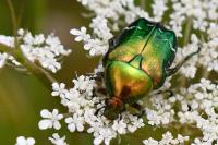 Cetonia aurata