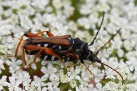 Stenopterus rufus