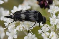Variimorda