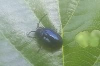 Agelastica alni