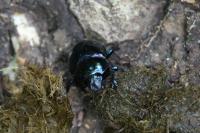 Trypocopris pyrenaeus