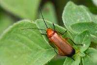 Rhagonycha fulva