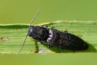 Agriotes gallicus