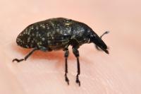 Larinus turbinatus
