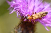 Oedemera podagrariae