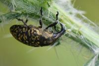 Larinus turbinatus
