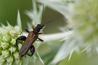 Oedemera flavipes