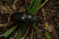 Lucanus cervus