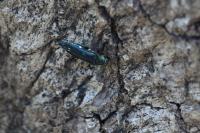 Agrilus biguttatus