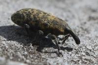 Larinus carlinae