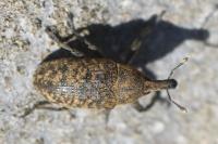 Larinus carlinae