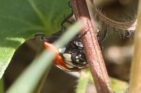 Coccinella septempunctata