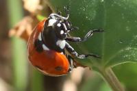 Coccinella septempunctata