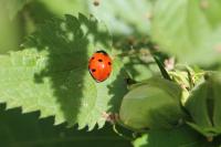 Coccinella septempunctata