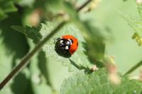 Coccinella septempunctata