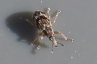 Taeniapion urticarium