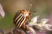 Leptinotarsa decemlineata