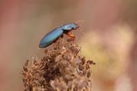 Ophonus ardosiacus