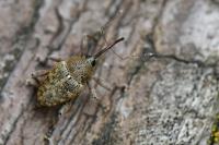 Curculio glandium