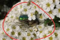 Cetonia aurata