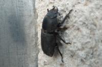 Dorcus parallelipipedus