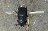 Dorcus parallelipipedus
