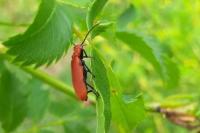 Pyrochroa serraticornis