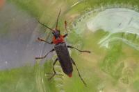 Cantharis fusca