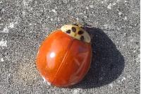 Harmonia axyridis