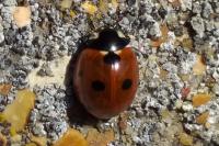 Coccinella septempunctata