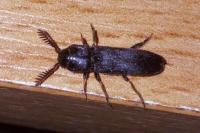 Melasis buprestoides