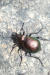 Calosoma inquisitor