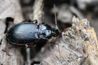 Platyderus depressus