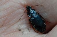 Platyderus depressus