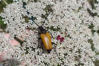 Stictoleptura fulva
