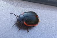 Chrysolina