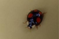 Harmonia axyridis