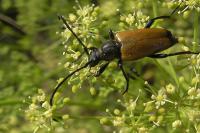 Stictoleptura fulva