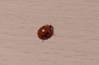 Harmonia axyridis