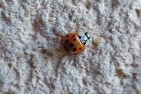 Harmonia axyridis